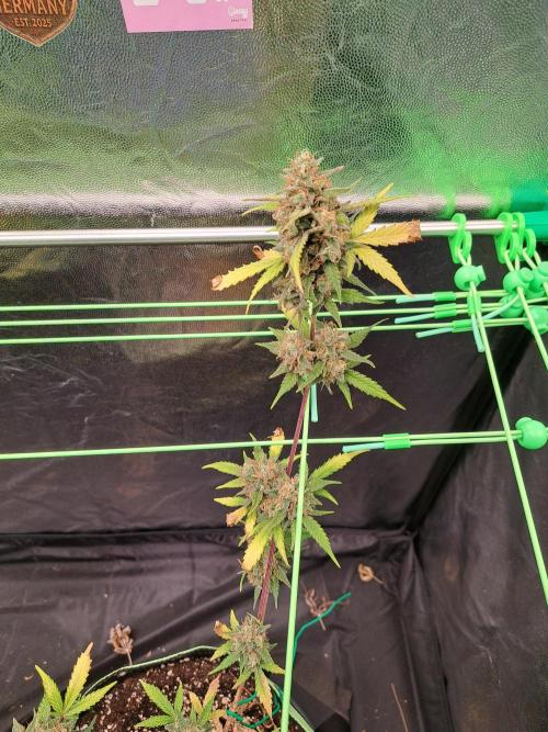 Twilight Zlush. Week 12