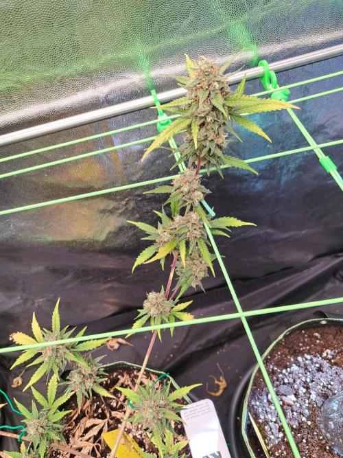 Twilight Zlush. Week 12