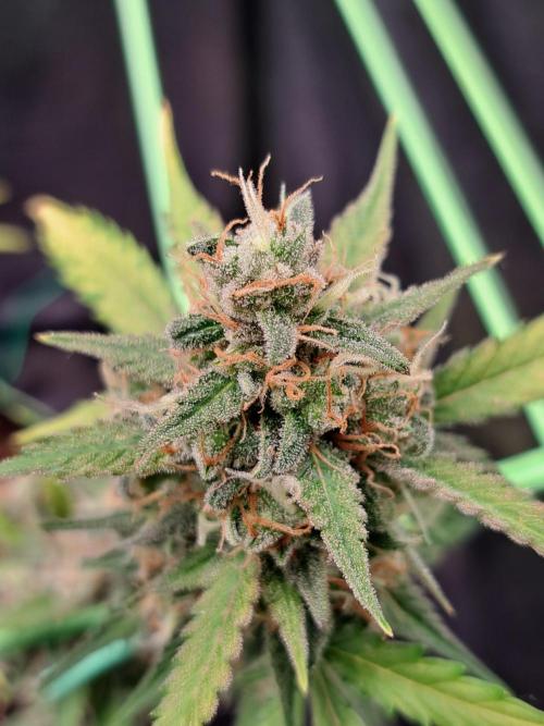 Twilight Zlush. Week 12