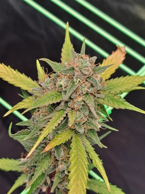 Twilight Zlush. Week 12
