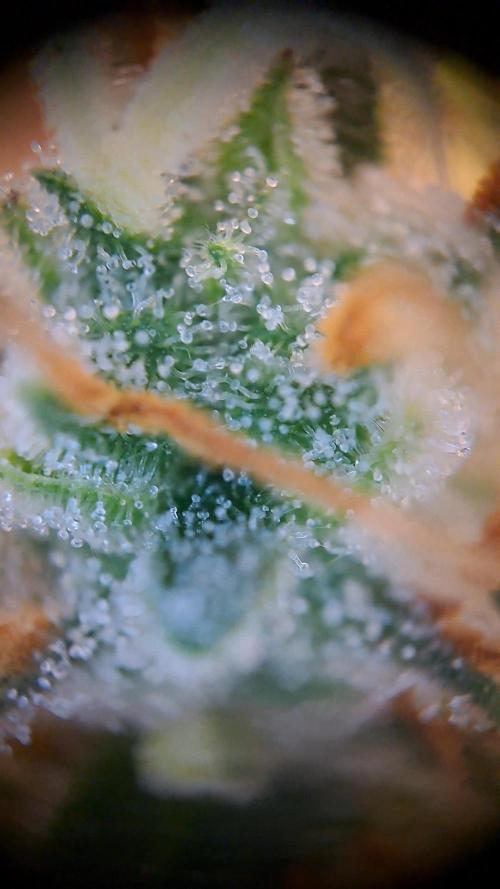 Twilight Zlush. Week 12
