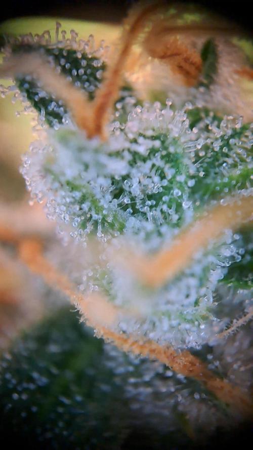 Twilight Zlush. Week 12