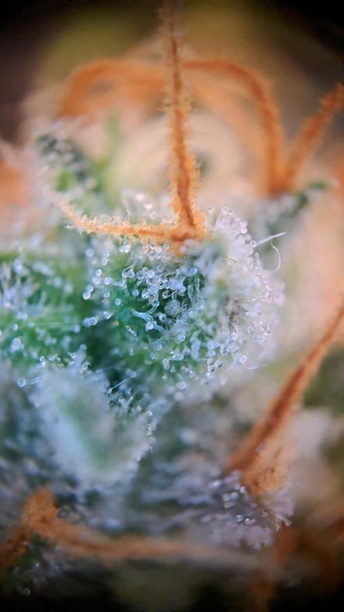 Twilight Zlush. Week 12