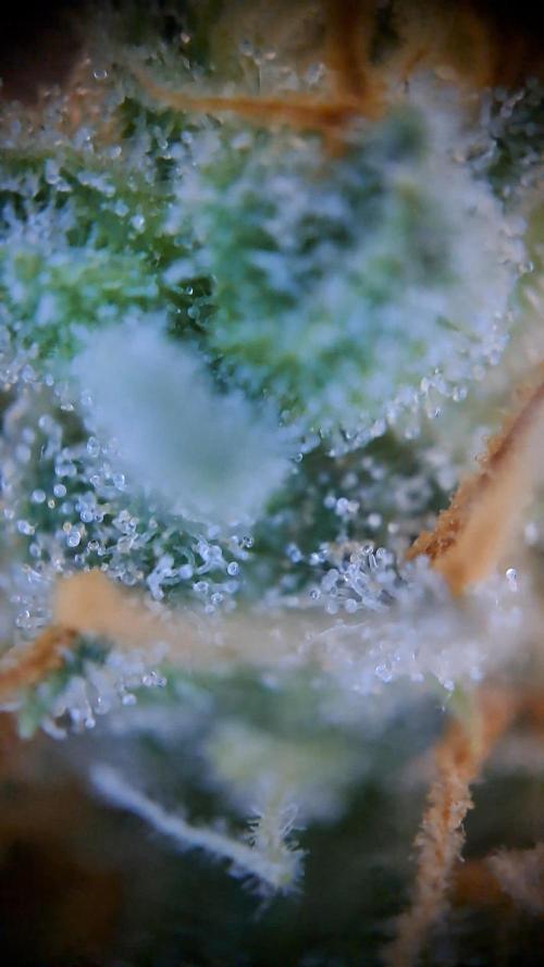 Twilight Zlush. Week 12