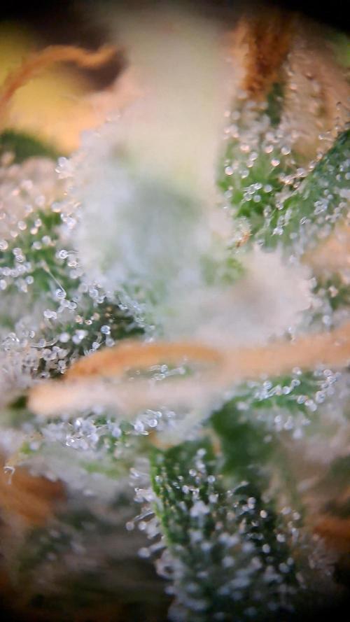 Twilight Zlush. Week 12