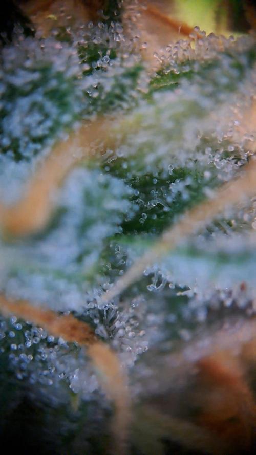 Twilight Zlush. Week 12