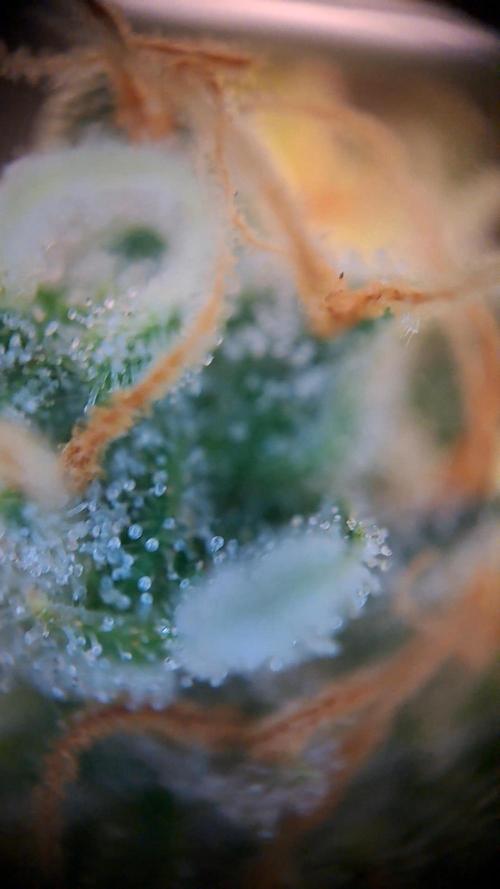 Twilight Zlush. Week 12