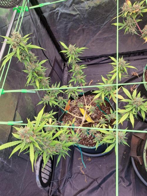 Pink Rozay x Strawberry Banana auto. Week 12