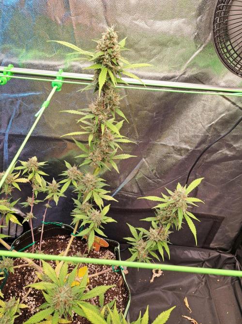 Pink Rozay x Strawberry Banana auto. Week 12