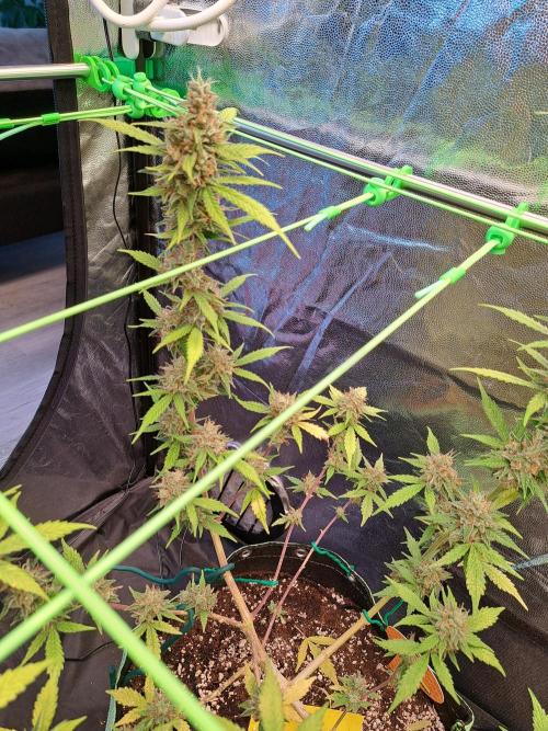 Pink Rozay x Strawberry Banana auto. Week 12
