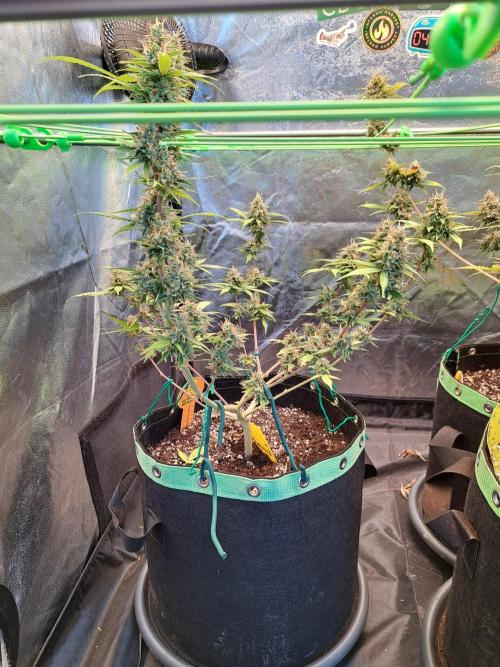Pink Rozay x Strawberry Banana auto. Week 12