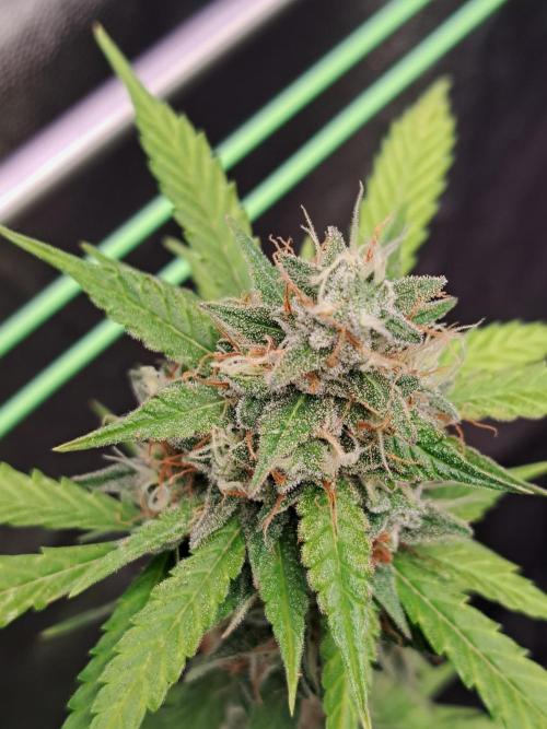 Pink Rozay x Strawberry Banana auto. Week 12