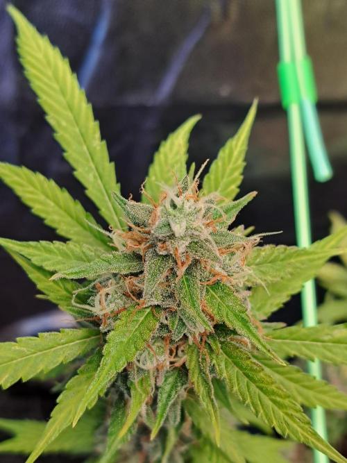 Pink Rozay x Strawberry Banana auto. Week 12