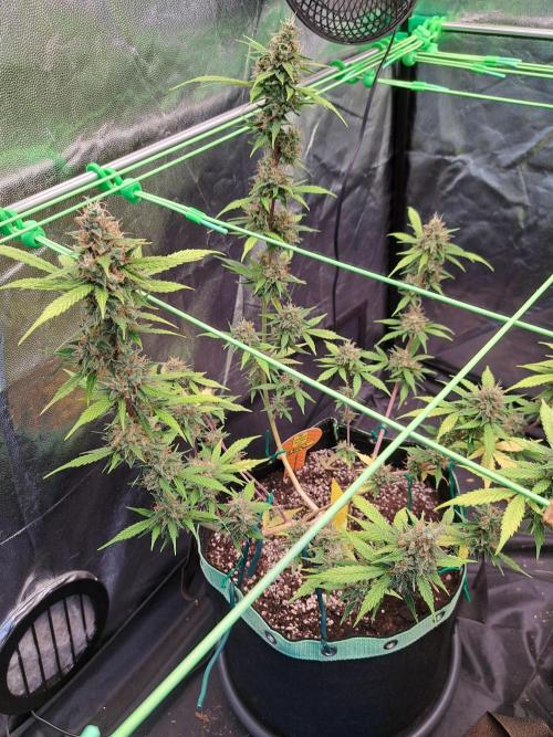 Pink Rozay x Strawberry Banana auto. Week 12