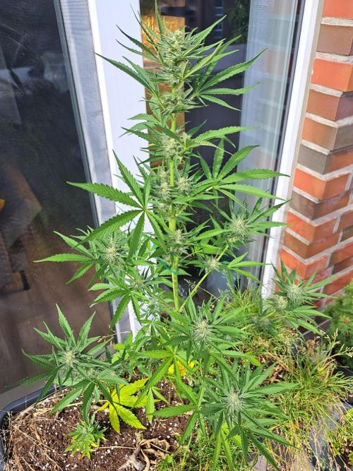 Hochbeet automatic. Week 8