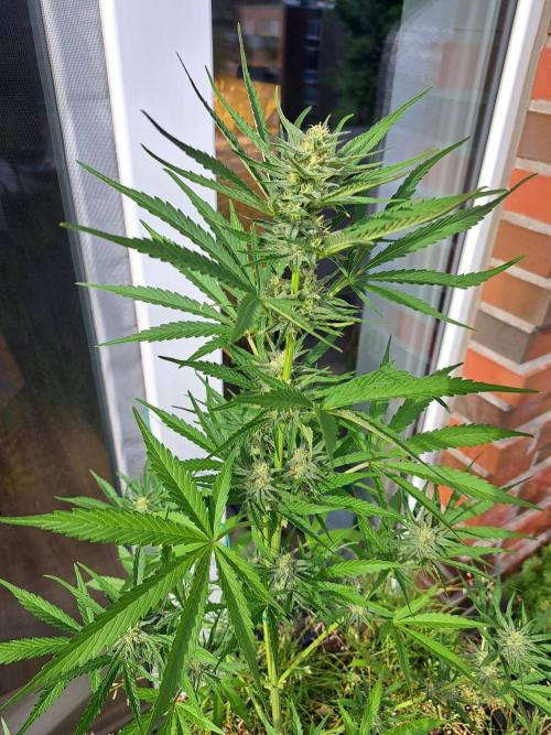 Hochbeet automatic. Week 8