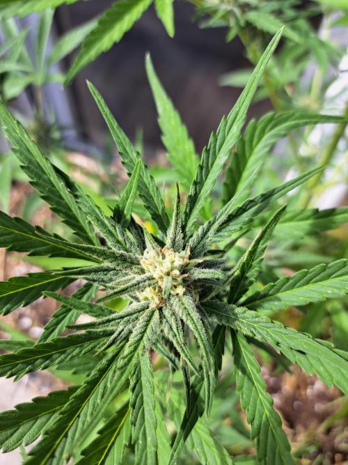Pink Rozay x Strawberry Banana Auto. Week 8