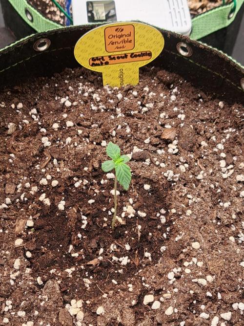 Girls Scout Cookies auto. Week 1