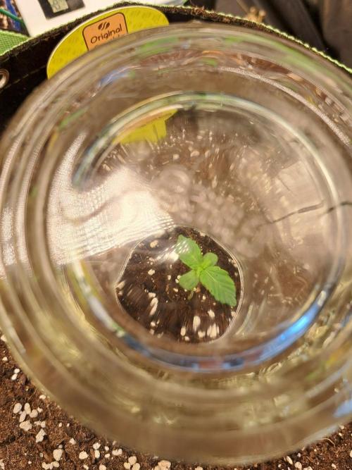 Girls Scout Cookies auto. Week 1