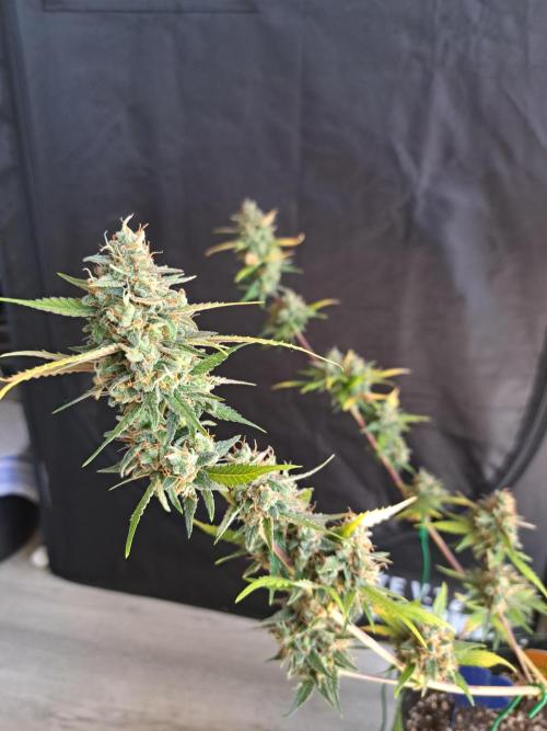 Twilight Zlush. Week 13