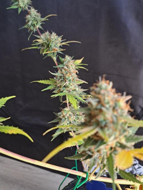 Twilight Zlush. Week 13