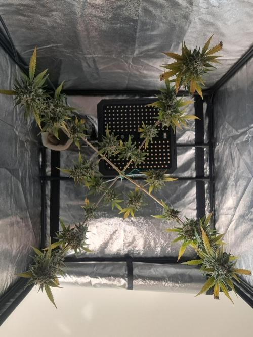 Twilight Zlush. Week 13