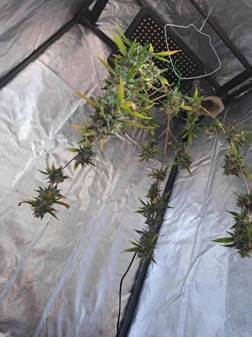 Twilight Zlush. Week 13