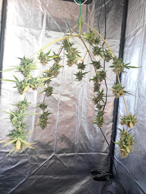 Twilight Zlush. Week 13