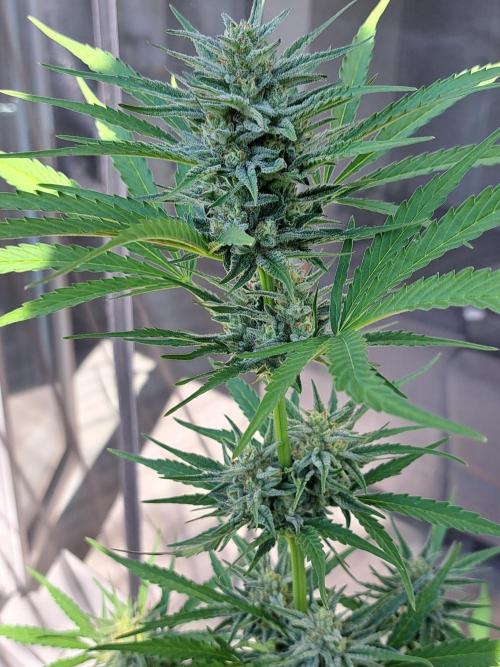 Hochbeet automatic. Week 9