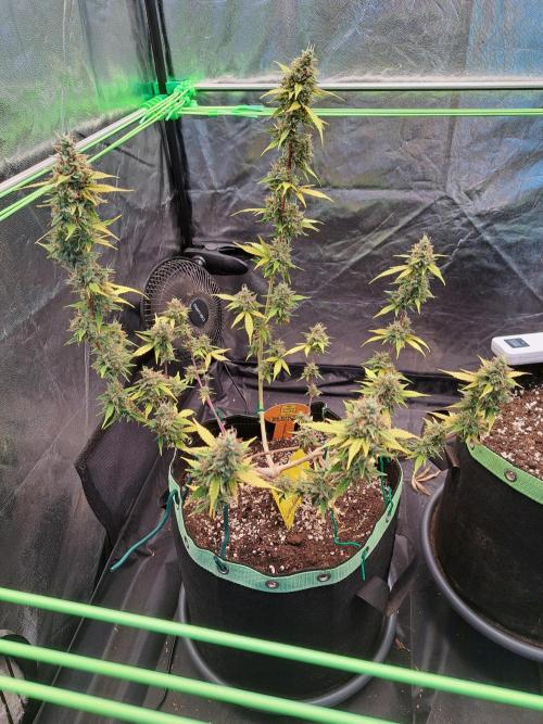 Pink Rozay x Strawberry Banana auto. Week 13