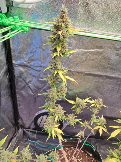 Pink Rozay x Strawberry Banana auto. Week 13