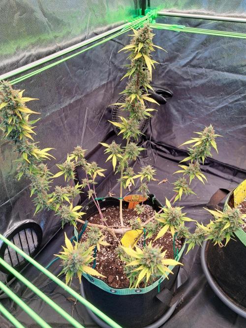 Pink Rozay x Strawberry Banana auto. Week 13