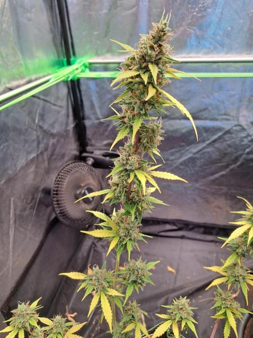 Pink Rozay x Strawberry Banana auto. Week 13
