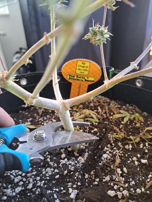 Pink Rozay x Strawberry Banana auto. Week 14