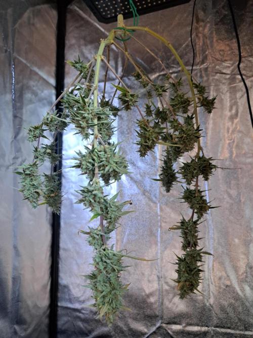 Pink Rozay x Strawberry Banana auto. Week 14