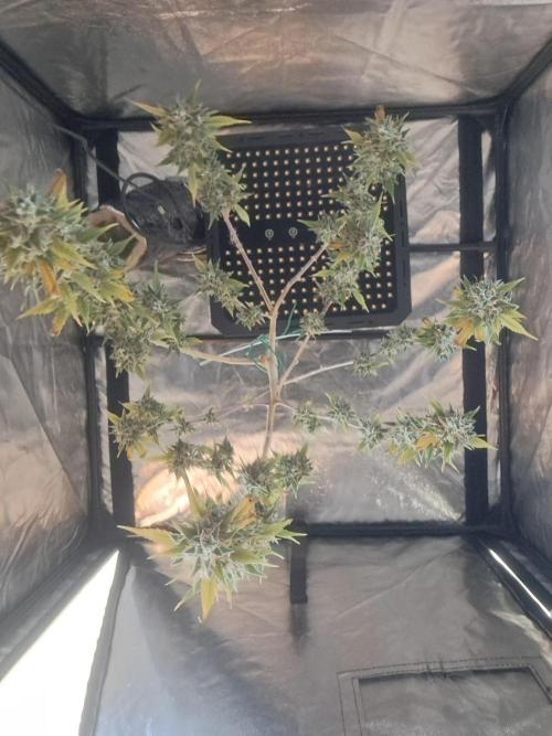 Pink Rozay x Strawberry Banana auto. Week 14
