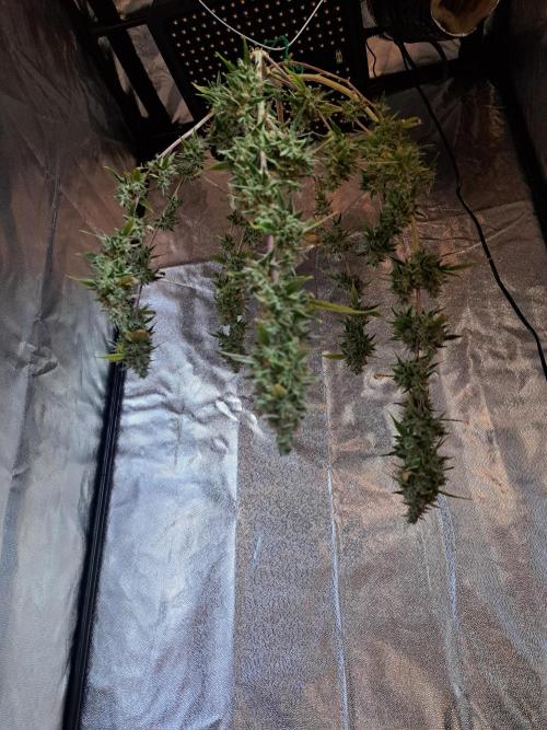Pink Rozay x Strawberry Banana auto. Week 14