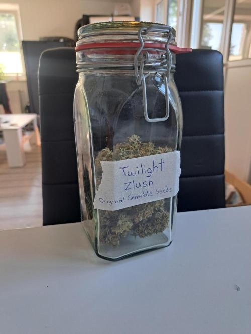 Twilight Zlush. Week 13