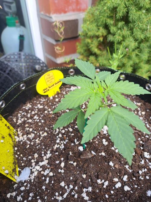 Girls Scout Cookies auto. Week 3