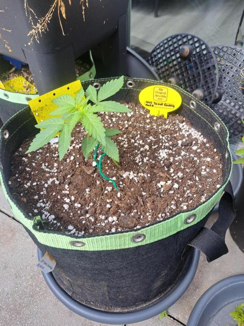 Girls Scout Cookies auto. Week 3
