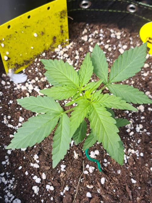 Girls Scout Cookies auto. Week 3