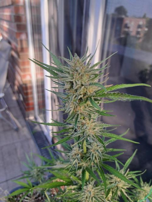 Hochbeet automatic. Week 10