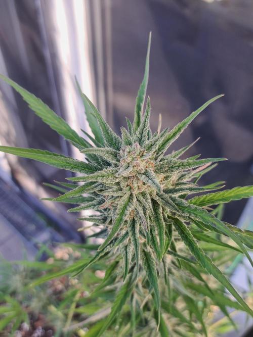 Hochbeet automatic. Week 10