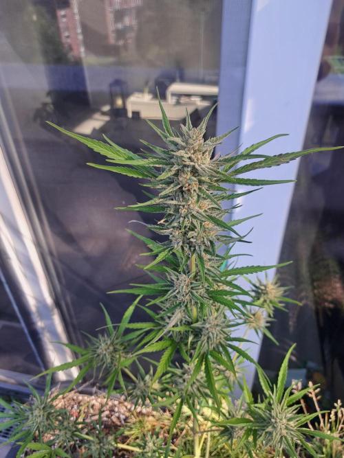Hochbeet automatic. Week 10