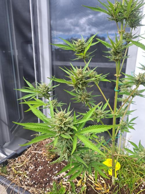 Hochbeet automatic. Week 10