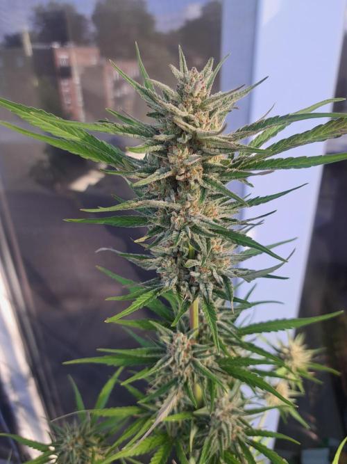 Hochbeet automatic. Week 10