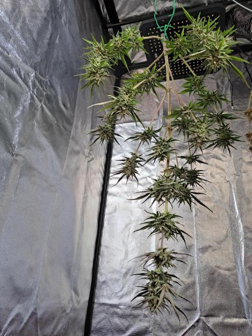 Hochbeet automatic. Week 11