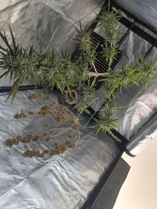 Hochbeet automatic. Week 11