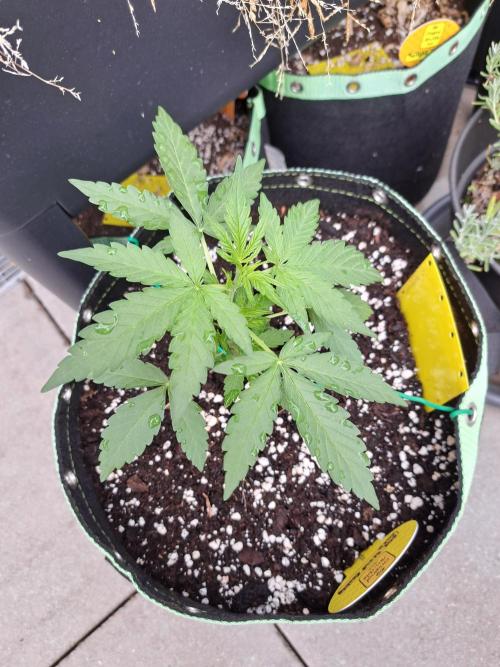 Girls Scout Cookies auto. Week 4