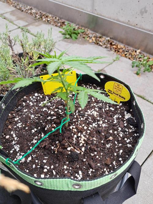 Girls Scout Cookies auto. Week 4